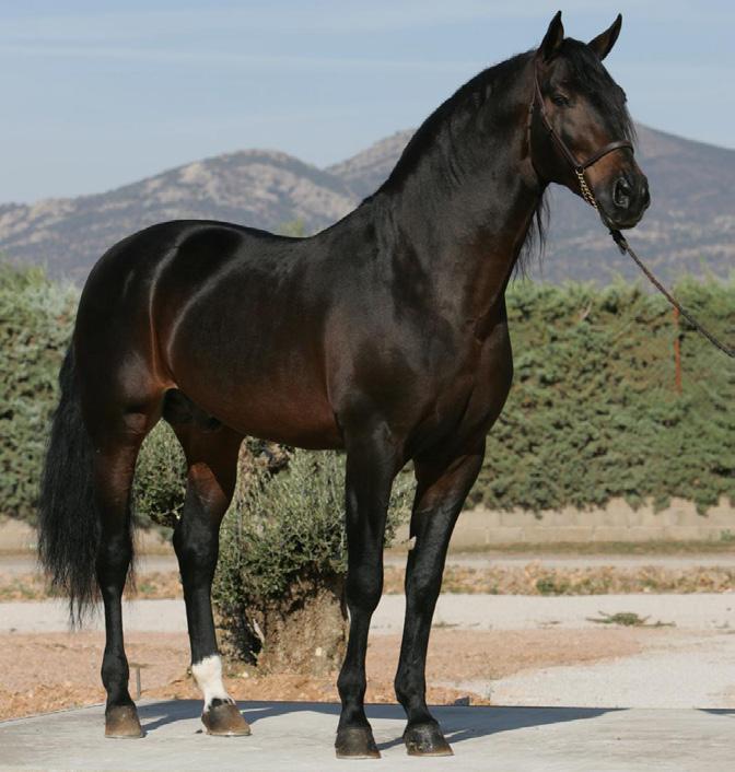 Andaluz PRE